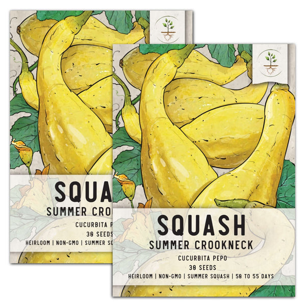 Crookneck Summer Squash Seeds For Planting (Cucurbita pepo)