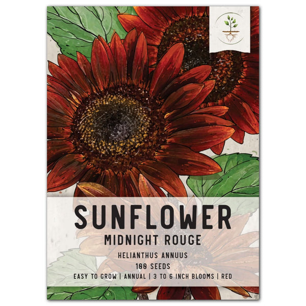 Midnight Rouge Sunflower Seeds For Planting (Helianthus annuus)