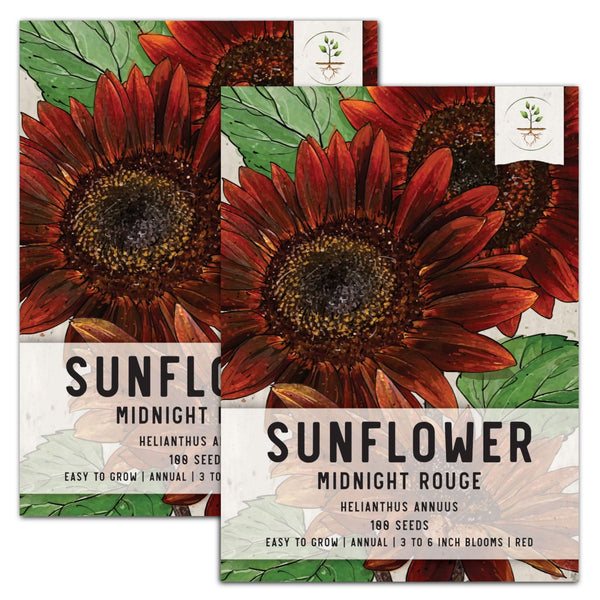 Midnight Rouge Sunflower Seeds For Planting (Helianthus annuus)