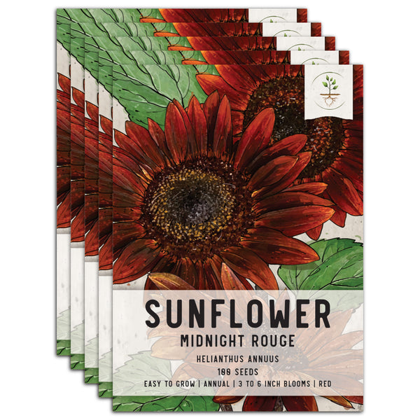 Midnight Rouge Sunflower Seeds For Planting (Helianthus annuus)