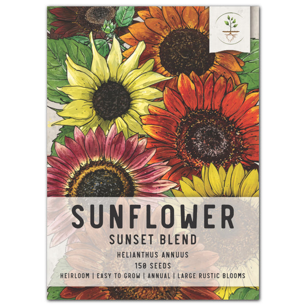 Sunset Blend Sunflower Seeds For Planting (Helianthus annuus) 7 Varieties