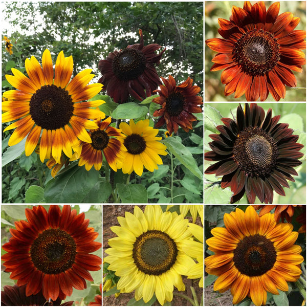 Sunset Blend Sunflower Seeds For Planting (Helianthus annuus) 7 Varieties