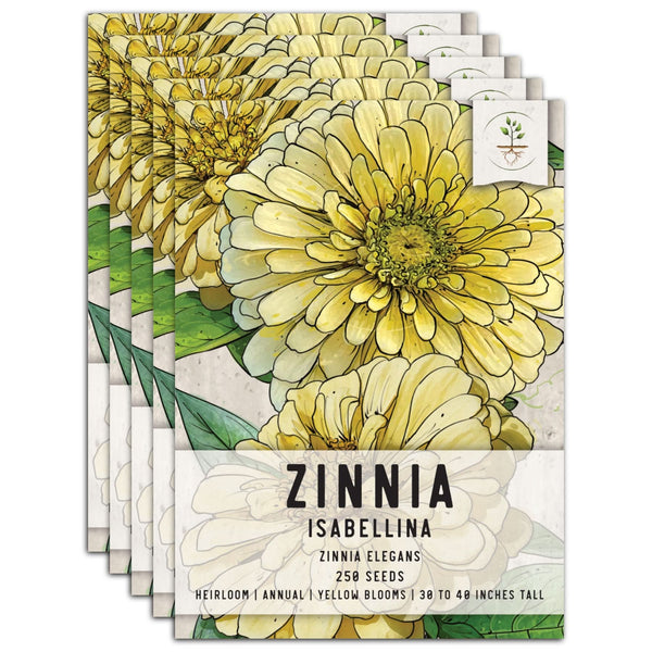 Isabellina Zinnia Seeds For Planting (Zinnia elegans)