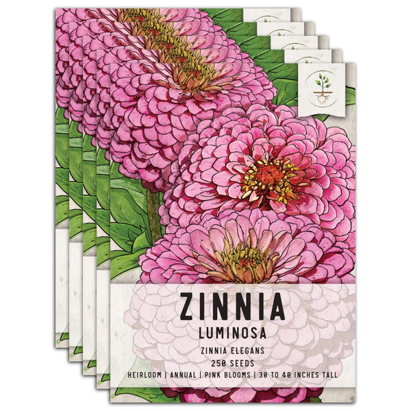 Luminosa Zinnia Seeds For Planting (Zinnia elegans)