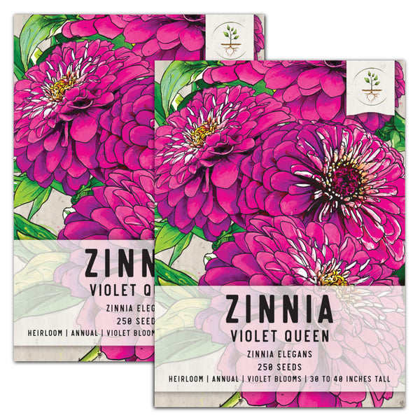 Violet Queen Zinnia Seeds For Planting (Zinnia elegans)