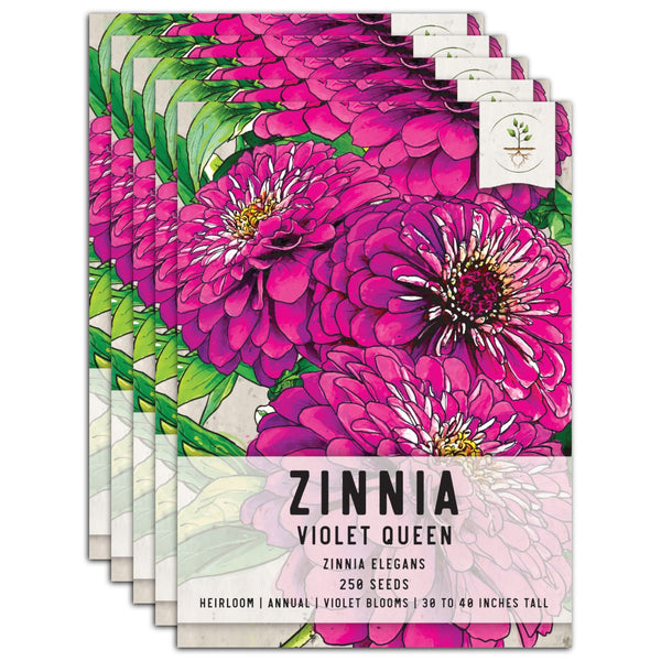 Violet Queen Zinnia Seeds For Planting (Zinnia elegans)