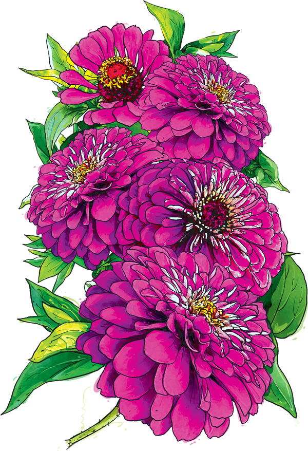 Violet Queen Zinnia Seeds For Planting (Zinnia elegans)