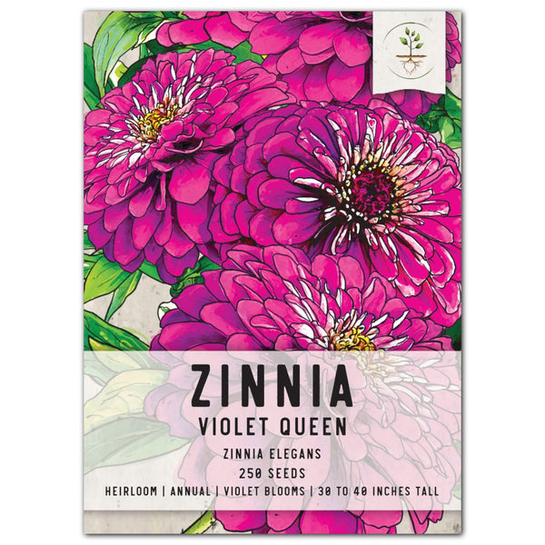 zinnia plant seeds Violet Queen Zinnia Seeds For Planting (Zinnia elegans) Seed Needs – Seed Needs LLC