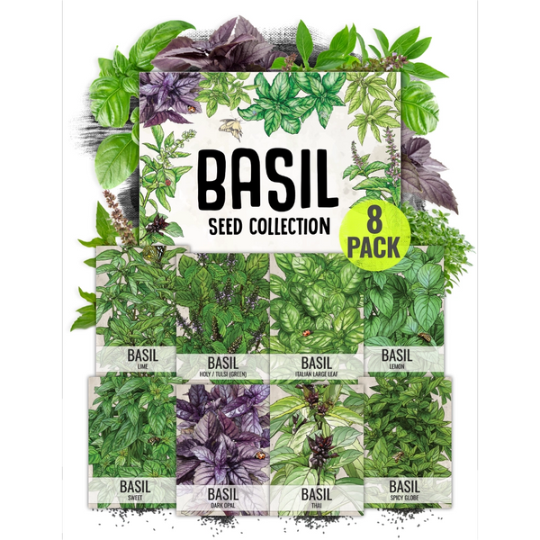 Basil Herb Seed Collection