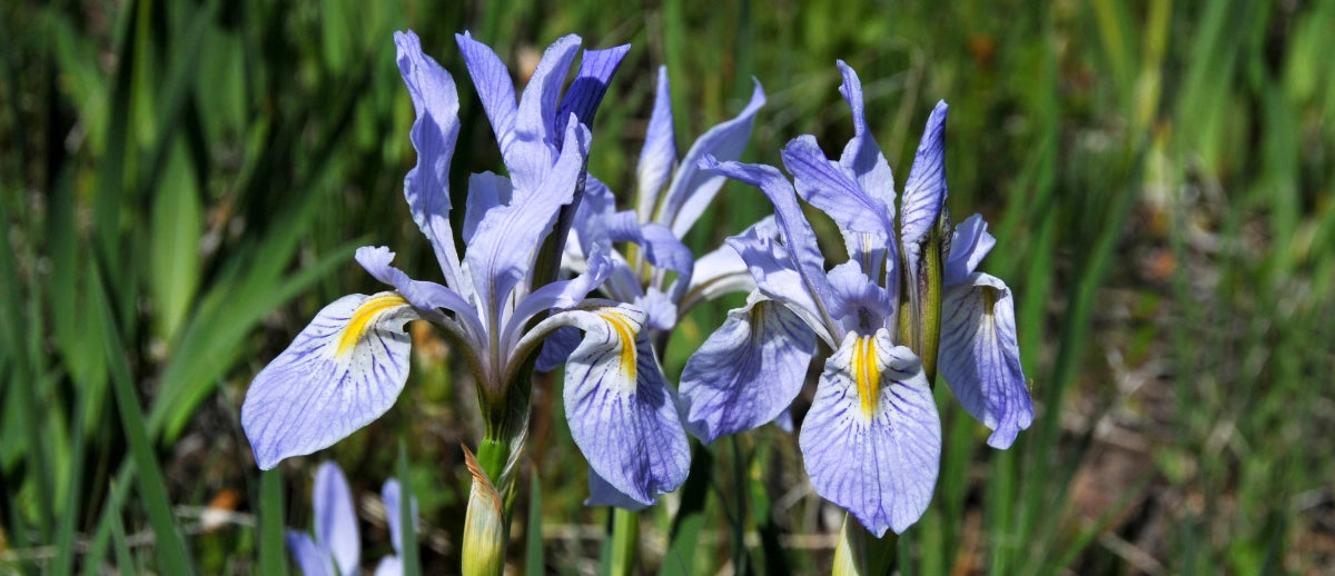 how to grow iris from seed