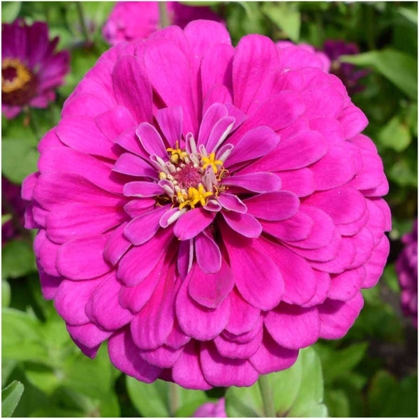 Violet Queen Zinnia Seeds For Planting (Zinnia elegans)