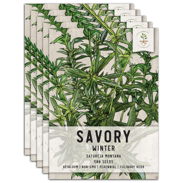 Winter Savory Herb Seeds For Planting (Satureja montana)