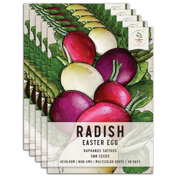 Easter Egg Radish Seeds For Planting (Raphanus sativus)