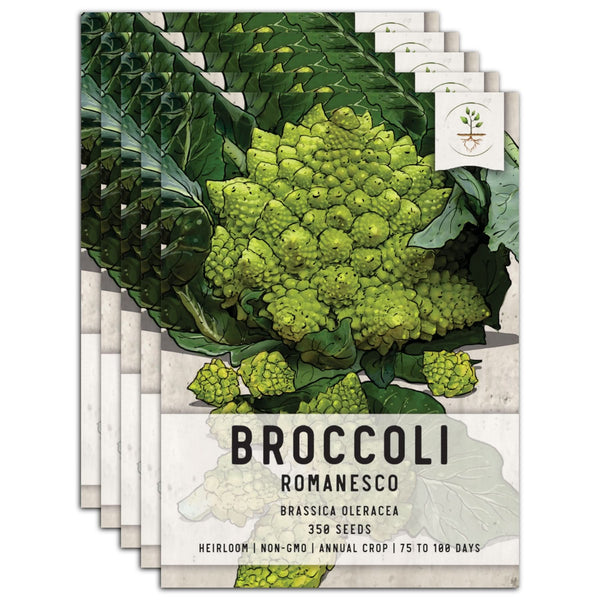 Romanesco Broccoli Seeds For Planting (Brassica oleracea)