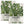 Winter Savory Herb Seeds For Planting (Satureja montana)