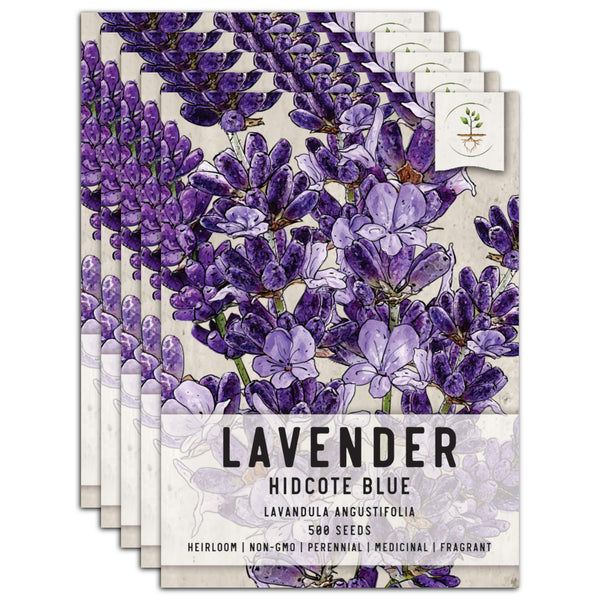 Hidcote Lavender Seeds For Planting (Lavandula angustifolia)