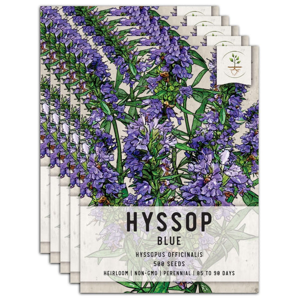 Hyssop Herb Seeds For Planting (Hyssopus officinalis)