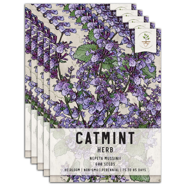 Catmint Herb Seeds For Planting (Nepeta mussinii)