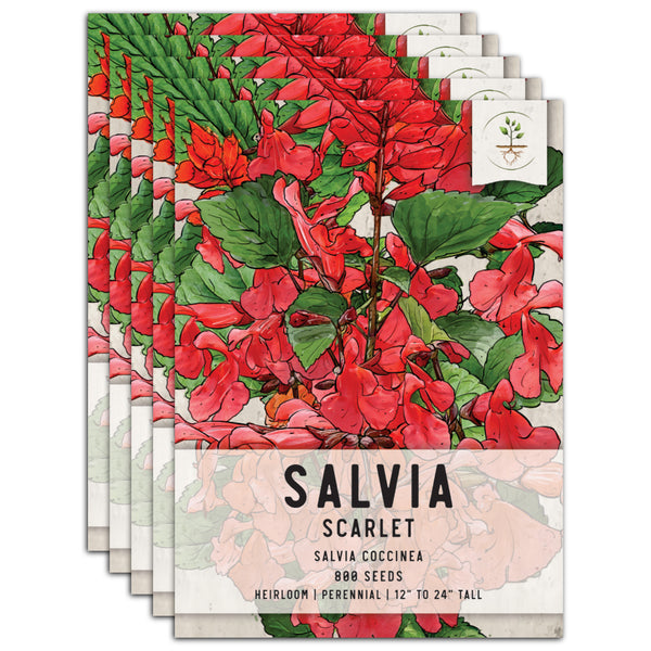 Scarlet Sage Seeds For Planting / Scarlet Salvia (Salvia coccinea)