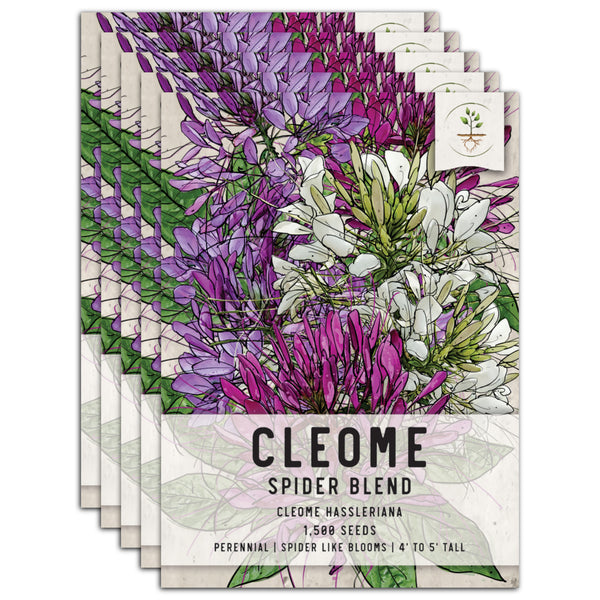 Cleome Seeds For Planting, Spider Mixture (Cleome hassleriana)