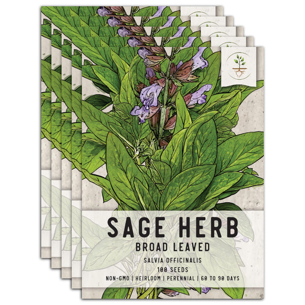 Sage Herb Seeds For Planting (Salvia officinalis)
