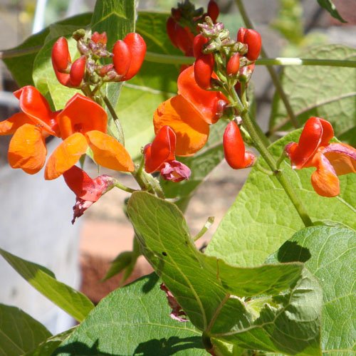 Pole Bean - Scarlet Runner (Phaseolus vulgaris)