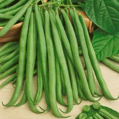 Topcrop Bush Bean Seeds For Planting (Phaseolus vulgaris)