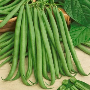 Topcrop Bush Bean Seeds For Planting (Phaseolus vulgaris)