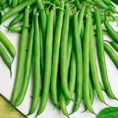 Slenderette Bush Bean Seeds For Planting (Phaseolus vulgaris)