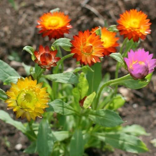 Strawflower Seed Mixture (Helichrysum bracteatum)