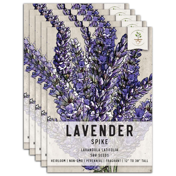 Spike Lavender Seeds For Planting (Lavandula latifolia)