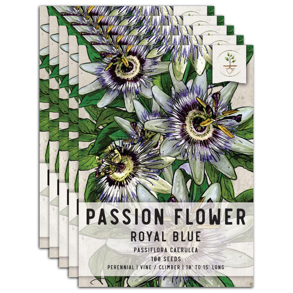 Royal Blue Passion Flower Seeds For Planting (Passiflora caerulea)