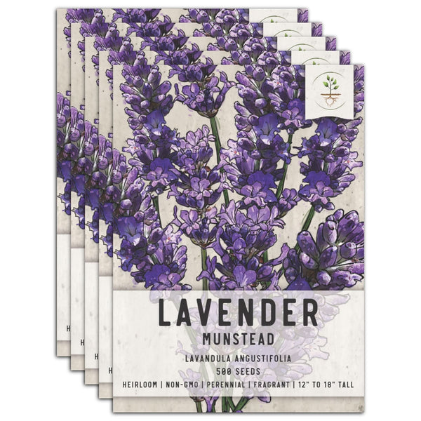 Munstead Lavender Seeds For Planting (Lavandula angustifolia)