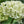 Swamp Milkweed Seed Packet Collection - Pink & White Milkweed Seeds For Planting