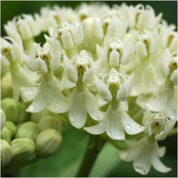 Swamp Milkweed Seed Packet Collection - Pink & White Milkweed Seeds For Planting