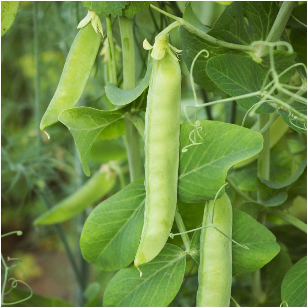 Sugar Sprint Pea Seeds