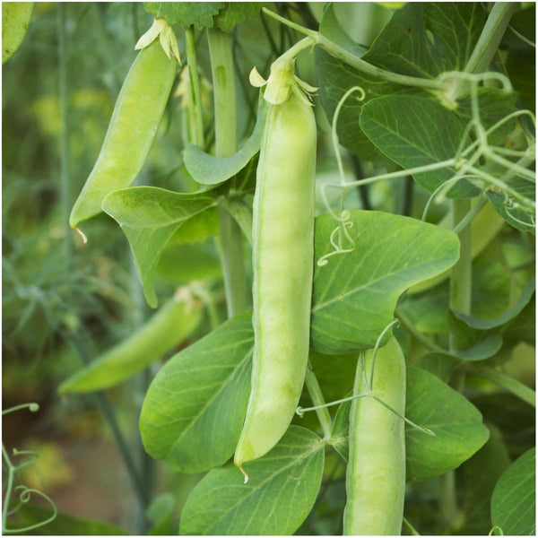 Sugar Sprint Pea Seeds For Planting (Pisum sativum)