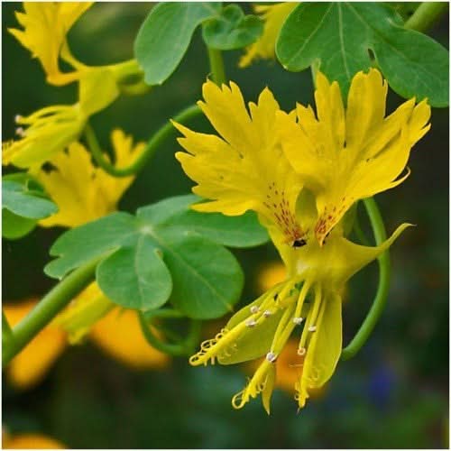 Canary Creeper Nasturtium Seeds For Planting (Tropaeolum peregrinum)