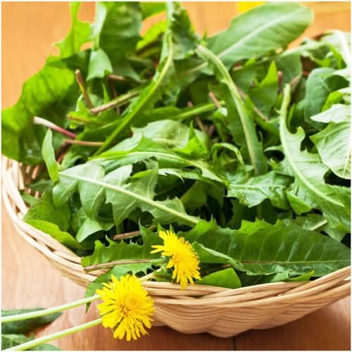 Dandelion Herb Seeds For Planting (Taraxacum officinale)