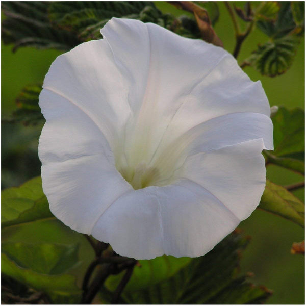 pearly gates morning glory seeds for planting