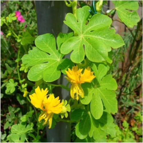 Canary Creeper Nasturtium Seeds For Planting (Tropaeolum peregrinum)