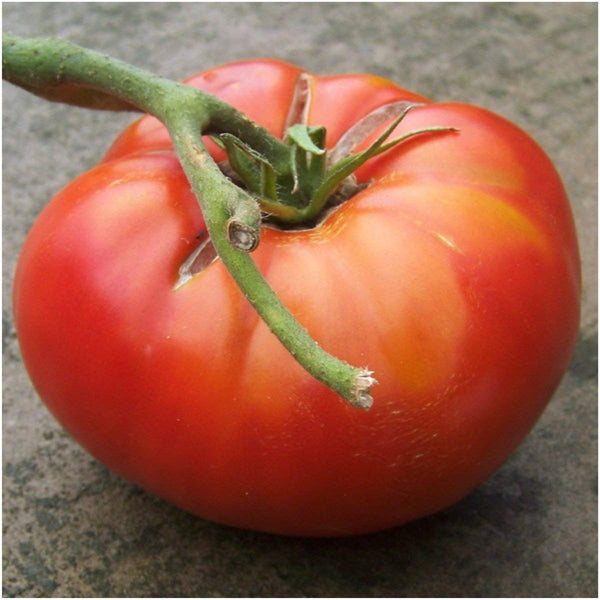 Red Brandywine Tomato Seeds For Planting (Solanum lycopersicum)