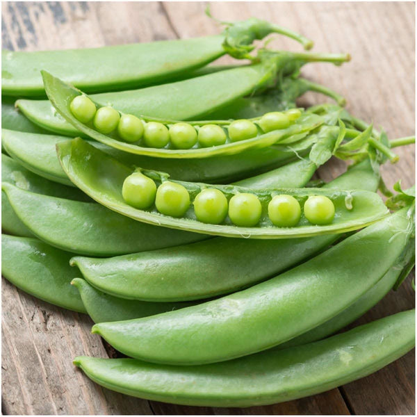 Sugar Sprint Pea Seeds For Planting (Pisum sativum)
