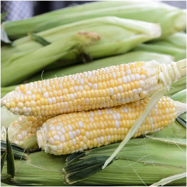 Butter & Sugar Corn Seeds