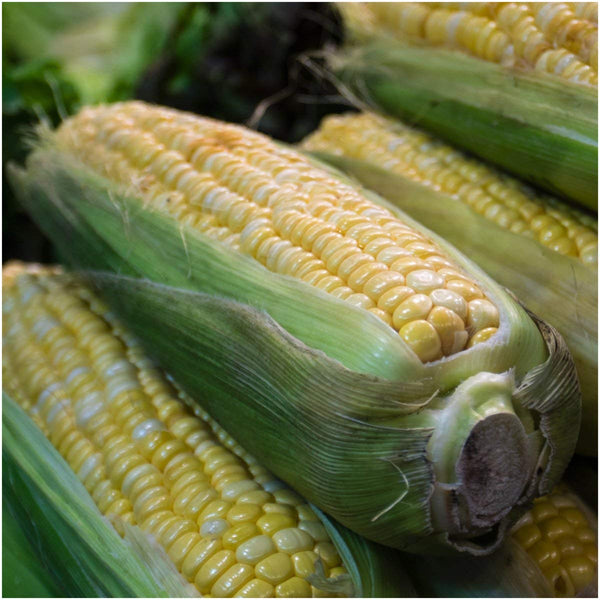 Butter & Sugar Corn Seeds For Planting (Zea mays)