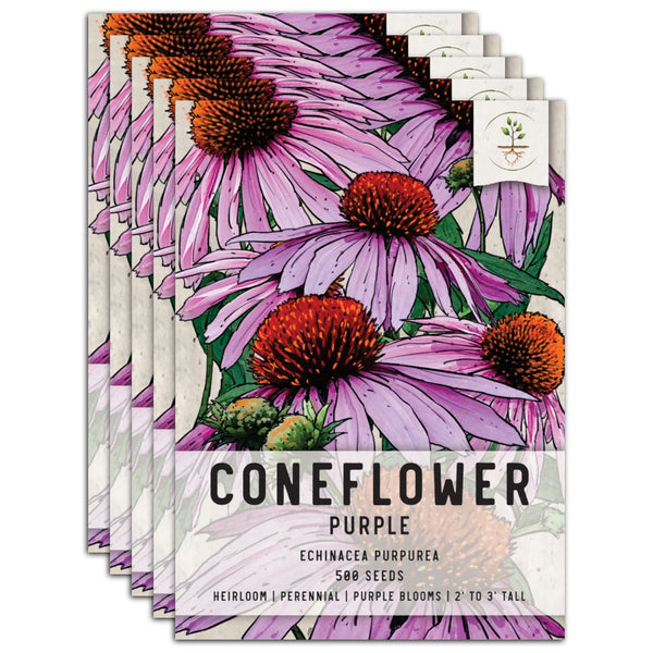 Purple Coneflower Seeds For Planting (Echinacea purpurea)