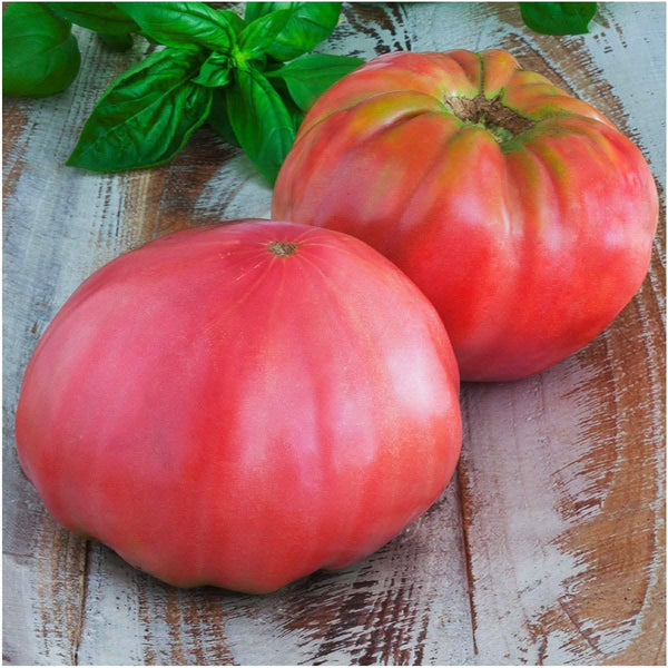 Pink Brandywine Tomato Seeds For Planting (Lycopersicon esculentum)