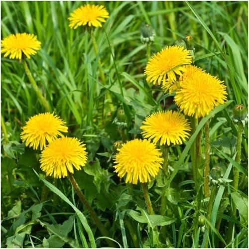 Dandelion Herb Seeds For Planting (Taraxacum officinale)