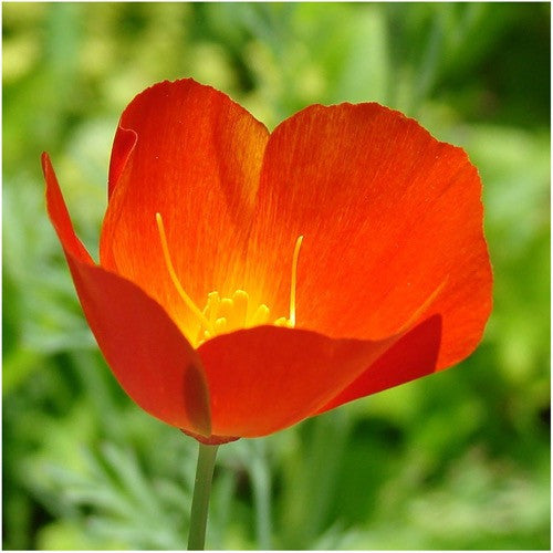 red chief california poppy seeds for planting
