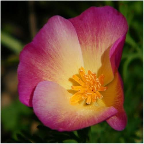 purple gleam california poppy seeds for planting